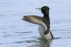 Ring-necked Duck